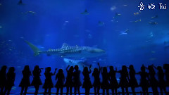 AKB48,HKT48,NMB48,SKE48 - 31stシングルリリース记念&総选挙直前!!