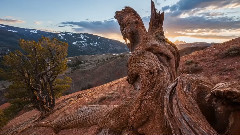 Wyoming Wildscapes II