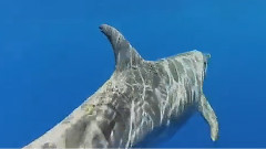 Two Dolphins