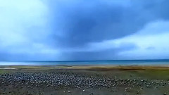 一生何求(萨克斯版)
