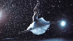 Star Dance