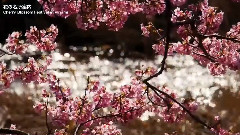 日本观光南伊豆・桜と菜の花