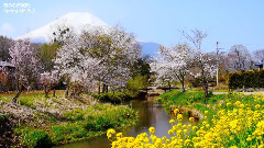 世界遺産富士山と桜