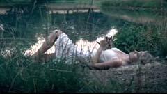 Taylor Swift - Tim Mcgraw