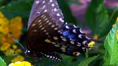 Ernesto Cortazar - To Become A Butterfly