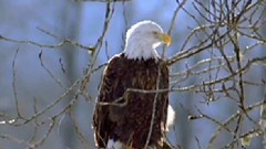 Ernesto Cortazar - Eagle's Flight