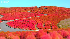 音乐短片,轻音乐 - Kochia In Autumn Colour