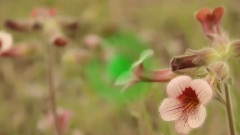 原创 - Ancylostemon Humilis