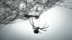 Loom