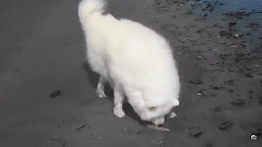 My Samoyed Lui