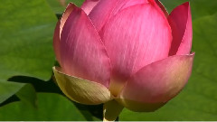 Lotus Flower