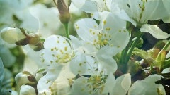 Dream Flowers