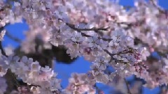 轻音乐 - Four Seasons In Kyoto