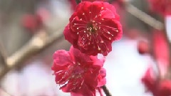 轻音乐 - Four Seasons In Kyoto