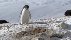 Stealing Penguins