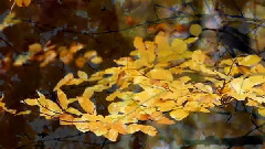 Richard Clayderman - Nostalgia
