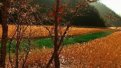 轻音乐,KOKIA - 风潮current