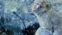 Indochine - Un Singe En Hiver