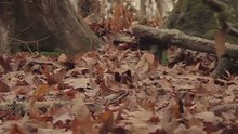 Jennifer Nettles,GOT7 - Jennifer Nettles - Falling