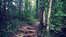 泰勒·斯威夫特 - Out Of The Woods 试听版