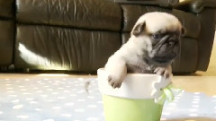 搞笑音乐 - Pretty Pug Puppy Is A Beautiful Flower
