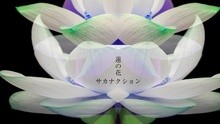 サカナクション - サカナクション - 蓮の花