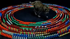 音乐短片,搞笑音乐 - 猫咪玩多米诺骨牌
