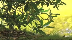 轻音乐,音乐短片 - 卡农