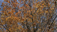 轻音乐 - Fall