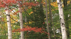轻音乐 - Living Landscapes Fall in New England