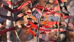 Iron & Wine - Joy