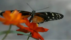James Last,音乐短片 - Madam Butterfly