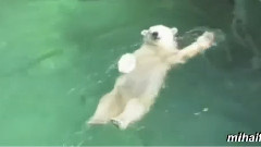 搞笑音乐 - Bears Acting Like Humans Compilation