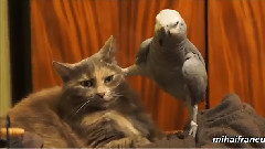 搞笑音乐 - Parrots Annoying Cats Compilation