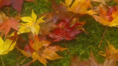 音乐短片 - 片片枫叶红