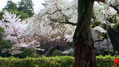 音乐短片 - 子规声里驻年光