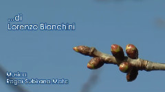 音乐短片 - Spring