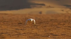 音乐短片 - Victory 迪拜之旅