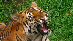 音乐短片 - 春天里的它