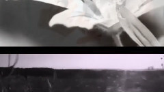 曾轶可 - 黑天鹅