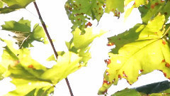 音乐短片 - Project Alabama Spring-Summer