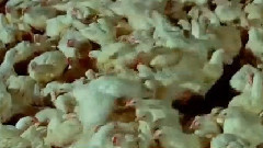 音乐短片 - Despre Educatie