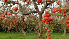 音乐短片 - Linistea Mintii