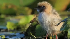 音乐短片 - Iubirea Constientă