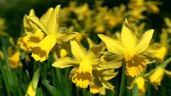 音乐短片 - Miracolul Recunostintei