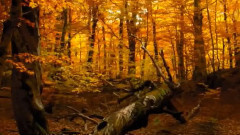 音乐短片 - Lullaby Of The Leaves