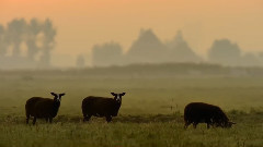 音乐短片 - Autumn Leaves