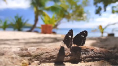 音乐短片 - Magic Sound