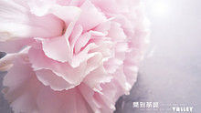  - 班得瑞can you feel my love tonight
