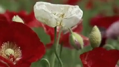 Ernesto Cortazar - And When Touch You